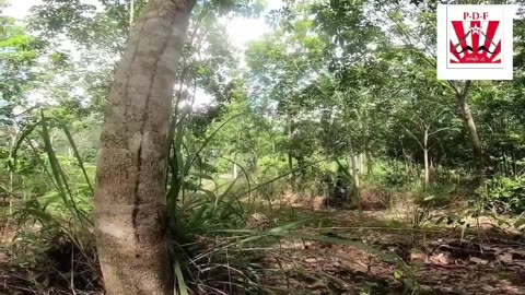 🔥💥 Myanmar War | PDF Battalion 3 & KNU Hit Junta Targets on Mon-Karen Border | RCF