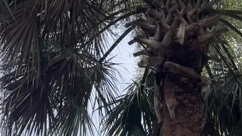Oh no #fyp #dabke #huskydancing #funnyvideos #dogs #funnypets #funny #husky #viral