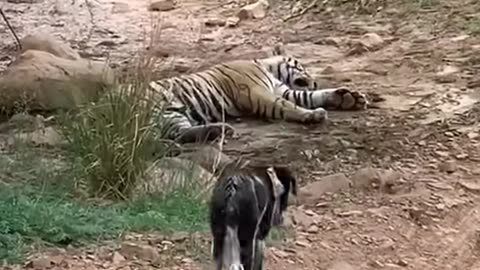 Tiger killed dog at zone 2 Ranthambore National Park,Tiger attack dog #Shorts #bigcat #tiger #yt
