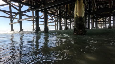 Hangout Relaxation Beach Pier Fish View #4K #unique #fish #underwater San Diego Beach
