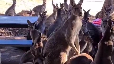 Welcome to Australia 🇦🇺