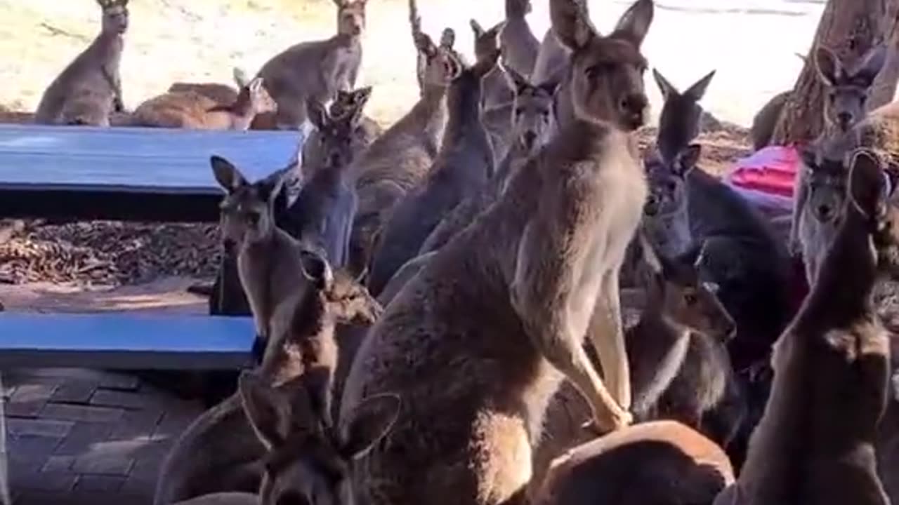 Welcome to Australia 🇦🇺