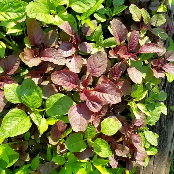 Leafy green vegetables, summer vegetable garden on July 15th 2025.