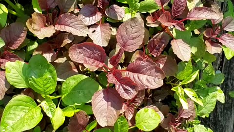 Leafy green vegetables, summer vegetable garden on July 15th 2025.