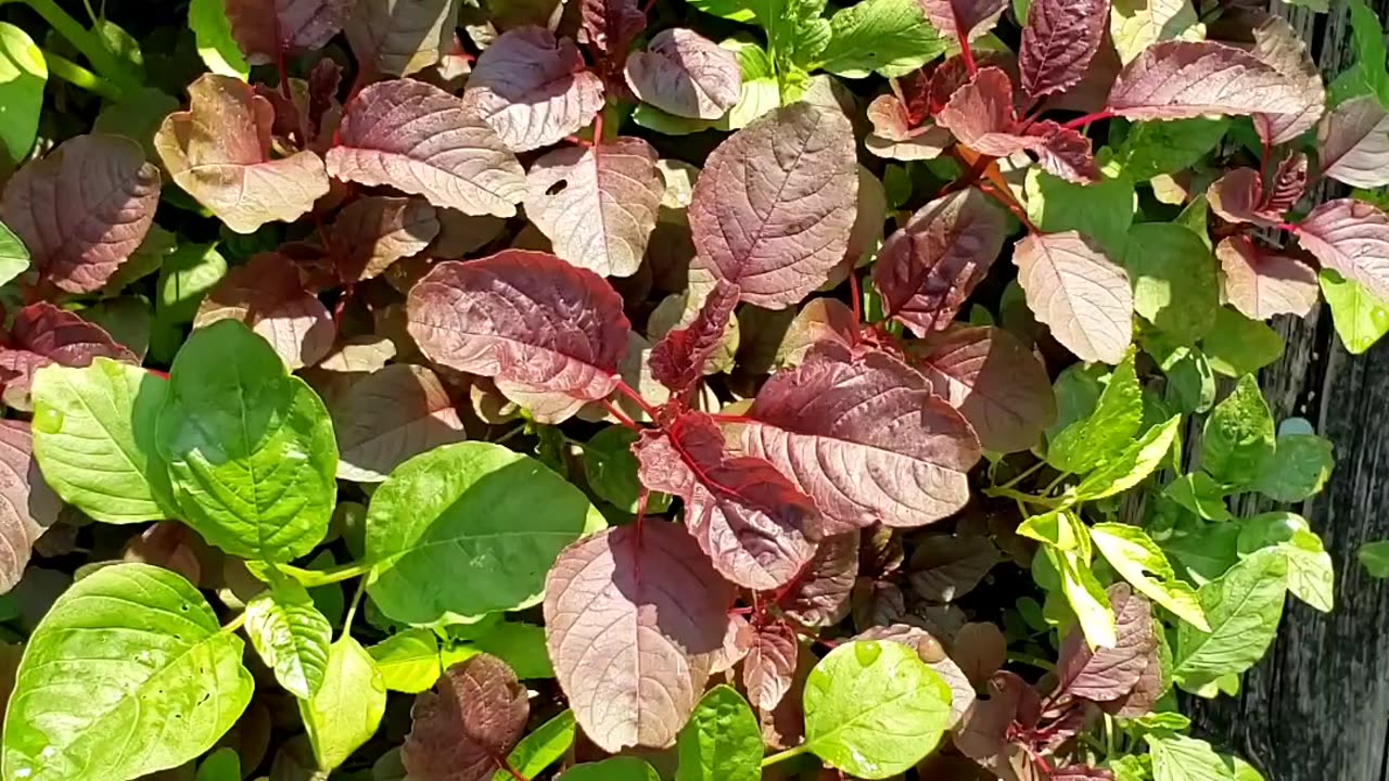 Leafy green vegetables, summer vegetable garden on July 15th 2025.