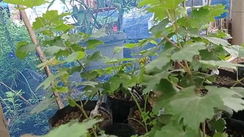 Growing Grapes from Cuttings | High-Quality Propagation Guide Part 3