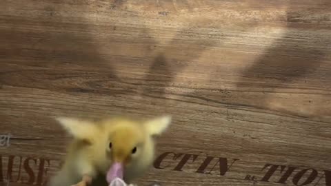 🕷️😂 This Spider's Trick Will Make You Laugh! | FunFM