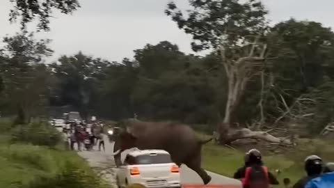 what happened...? 🐘