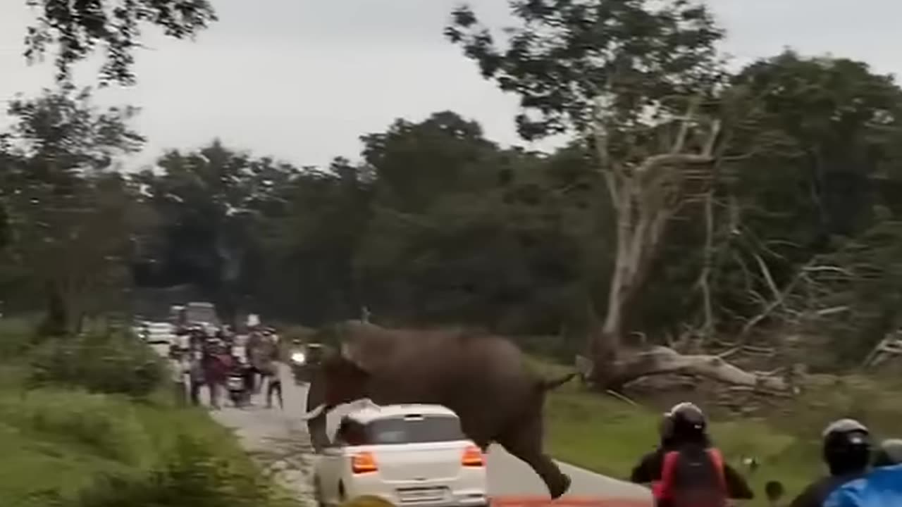 what happened...? 🐘