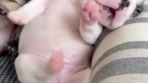 Cutest French Bulldog Puppy Ever! 🐶💖 Try Not to Smile Challenge 😍 #FrenchBulldog