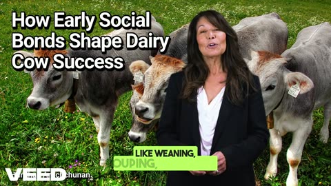 Unlocking Dairy Success: How Early Social Bonds Shape Dairy Cow Success