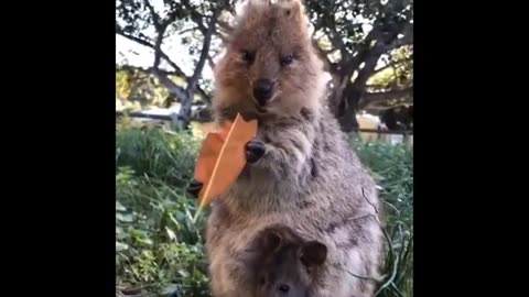 “Laugh-Out-Loud Critter Chaos: Hilarious Animal Antics Unleashed!”