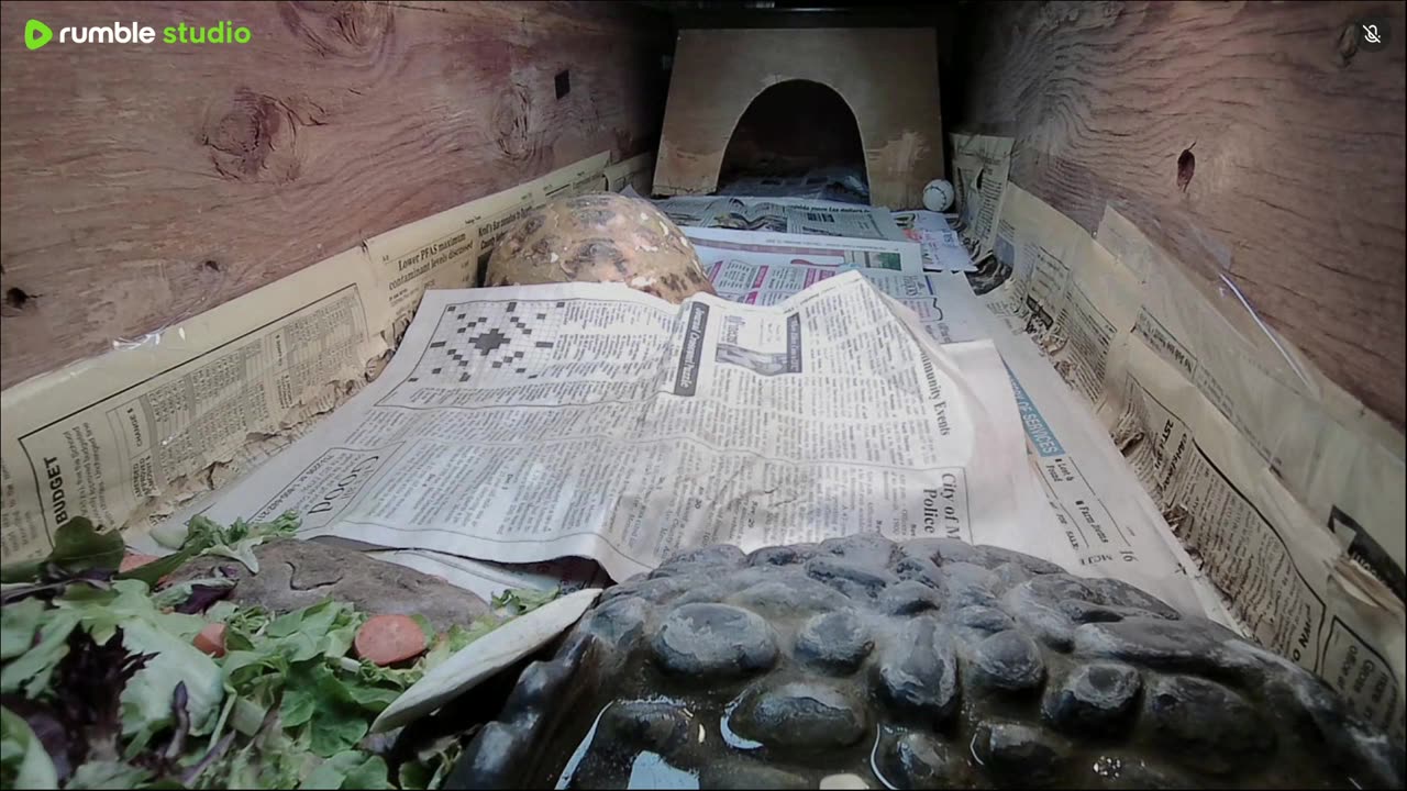 Shelly The Tortoise!