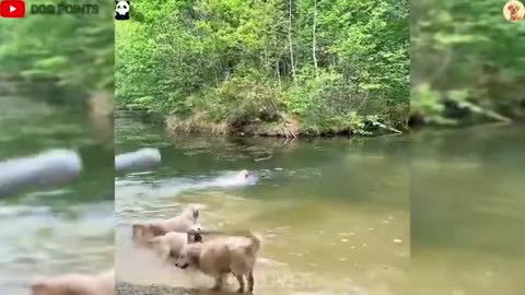 Arf arf and meow meow funny moments