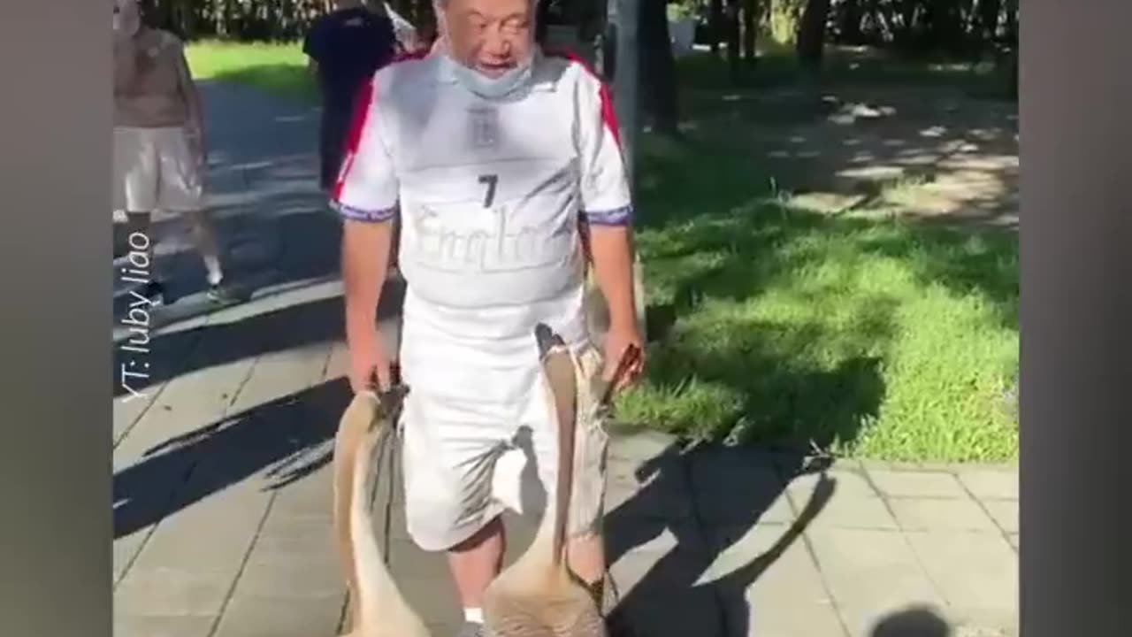 Geese react to harmonica music in Taipei's Daan Forest Park
