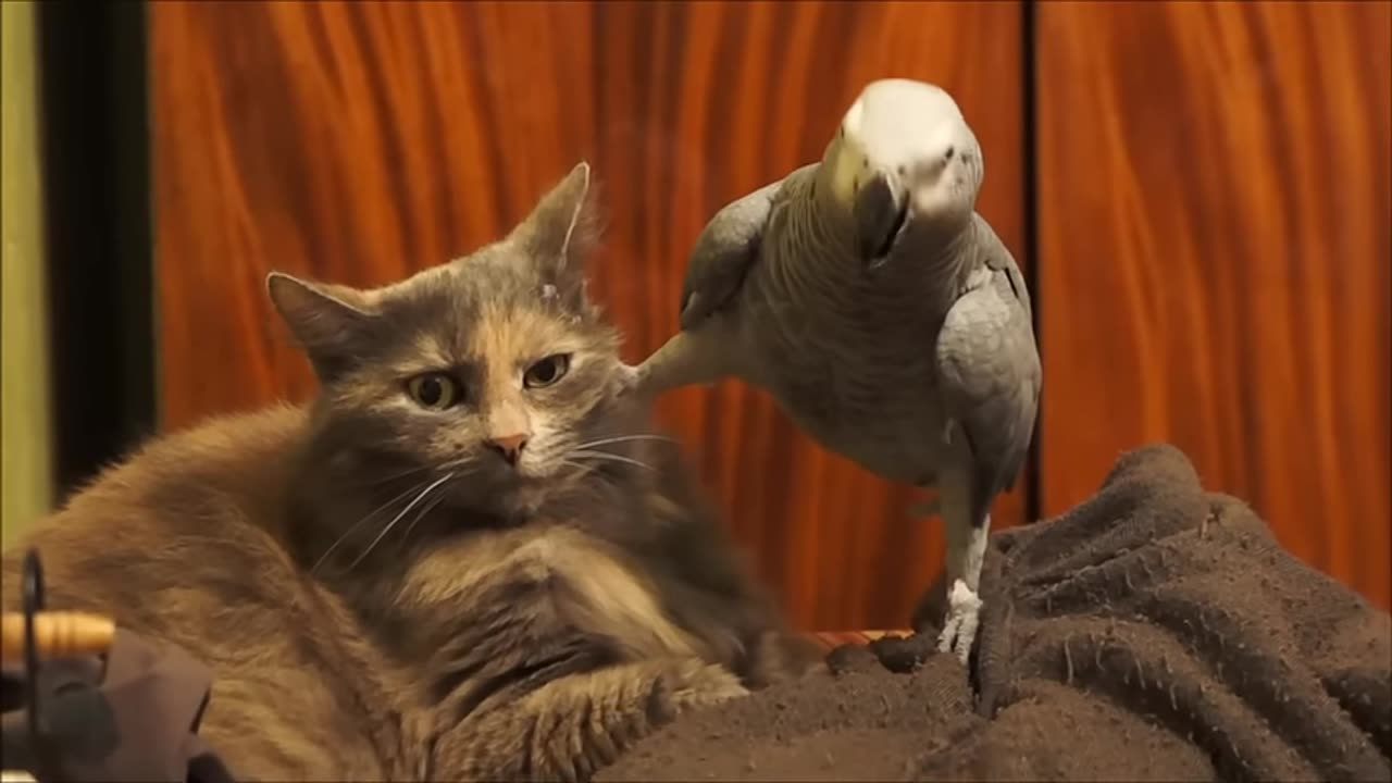 parrot annoys cat, lol!