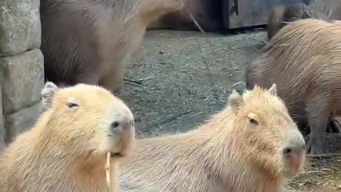 He’s a natural performe 🦫🎪