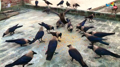 Crow bird Fight for Food - Large Numbers of crows ki natural awaaz | Crow Feeding Time