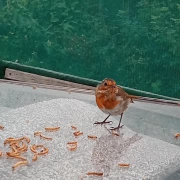 Hanging Out With My Allotment Robin!