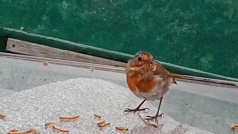 Hanging Out With My Allotment Robin!
