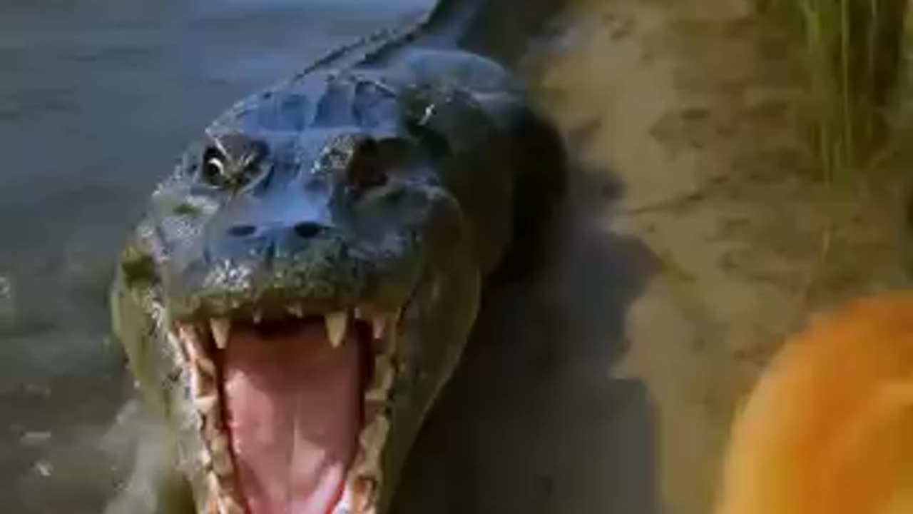 The baby lost his mother under a crocodile's attack, and the poor kitten saved the baby