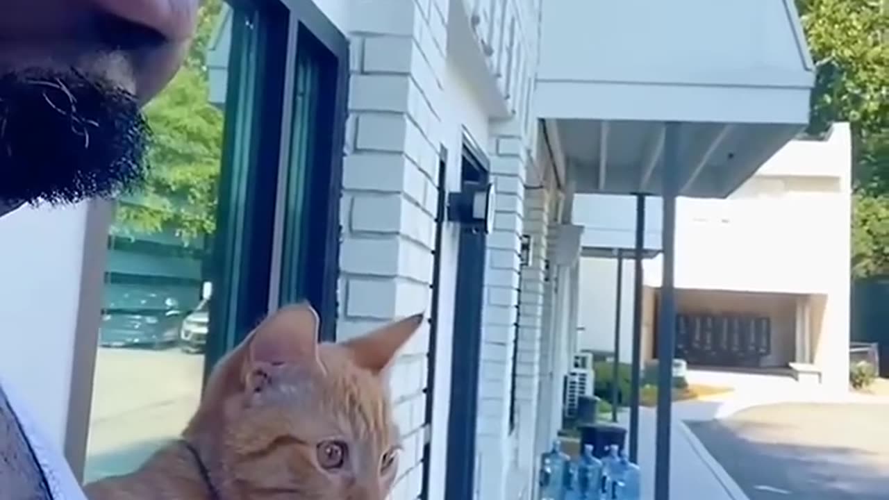 Funny viral cats momments