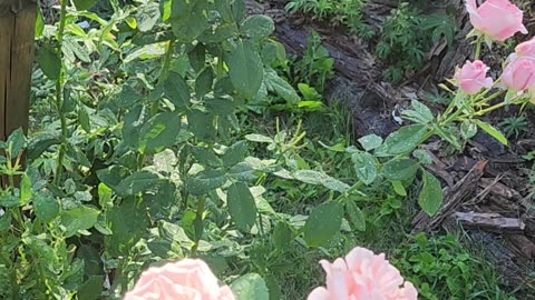 Pearly Gates Climbing Roses Killing it in the west Michigan Morning Sun