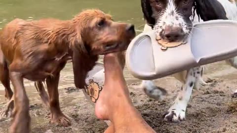 😂🏀 Not A Slipper Anymore… It’s A Ball NOW! | FunFM