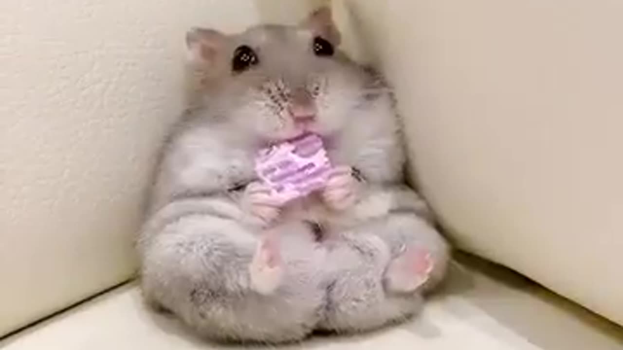 Cute hamsters