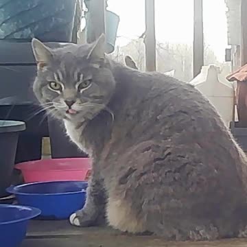 EA S184 - Good Morning