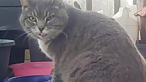 EA S184 - Good Morning