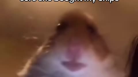 Hamster Calling Meme #TheManniiShow.com/series