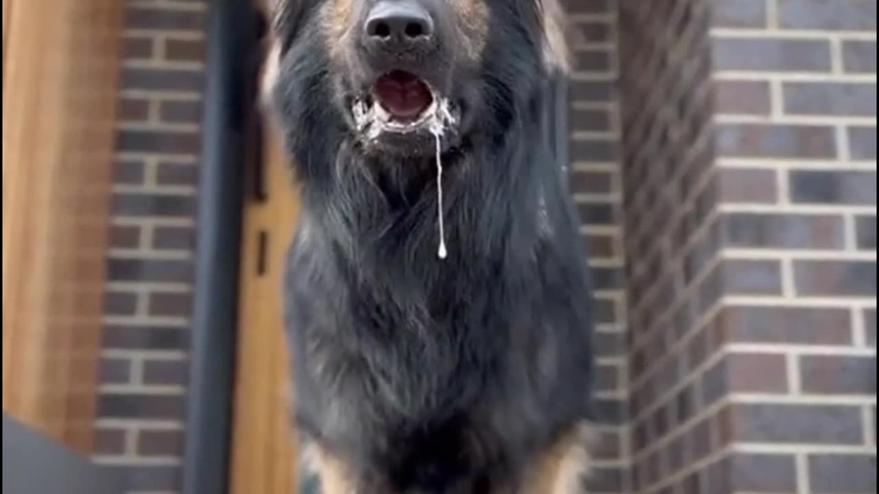 Animal Sounds - Wait for the End