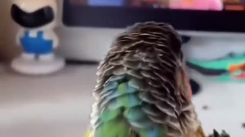 funny dumb parrots