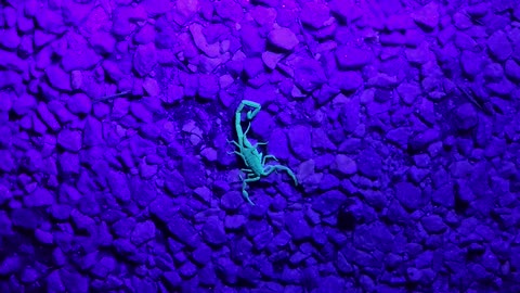 Using a UV light to find Striped Bark Scorpions Centruoides vittatus