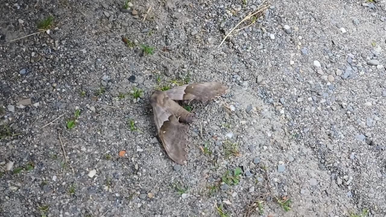 Modest Sphinx Moth