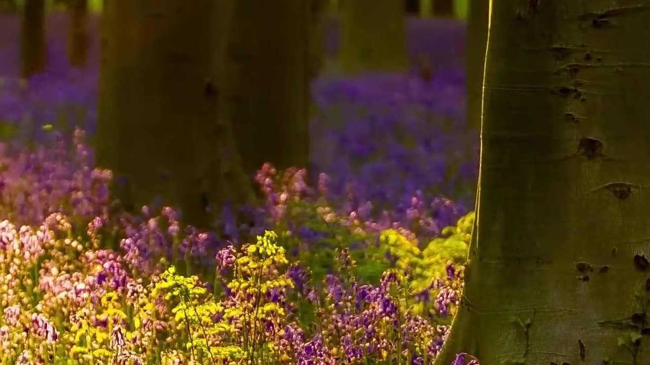 Relaxing Music with nature