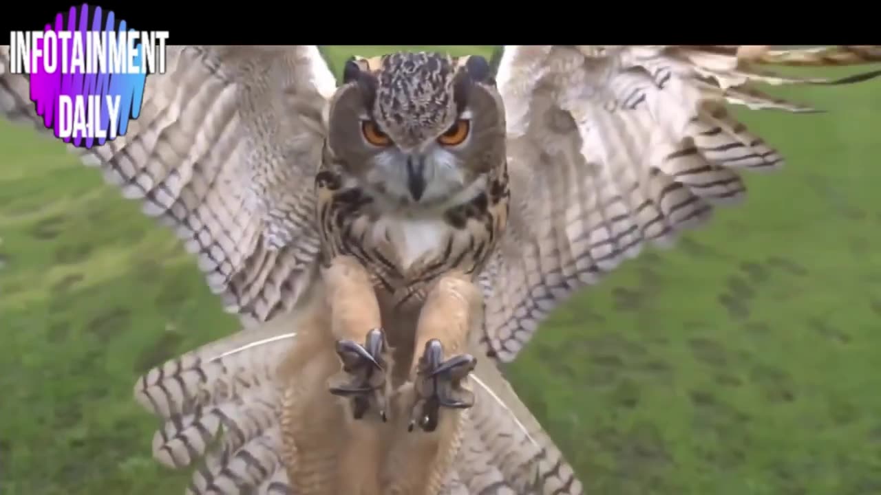 Dont Laugh Challenge - Part 1 - Funny Animal Videos