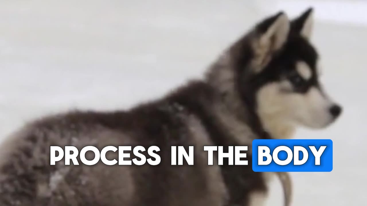 Husky is the only breed of dog who can become a "Fatigue Proof Dog".