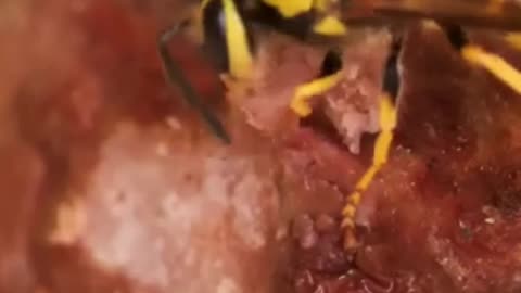 Vulture bees #animalfacts #bees