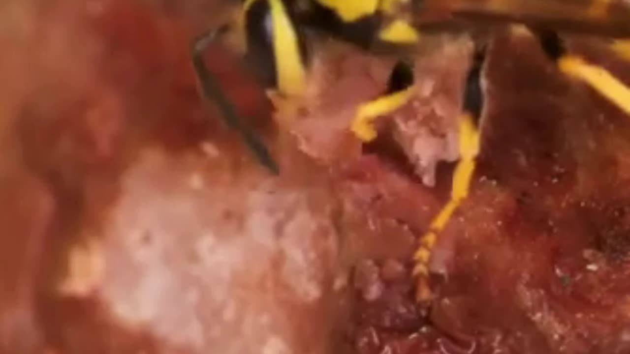 Vulture bees #animalfacts #bees