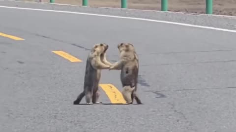 The most traded in China 🙄, brawl disrupts traffic 😁on the public road