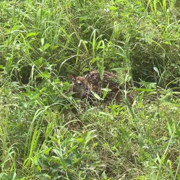 Triplets in our pasture!!!
