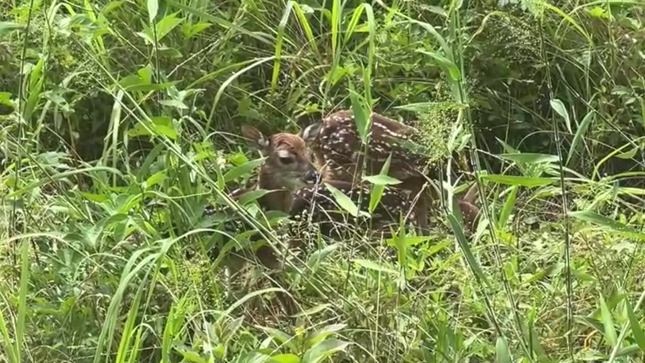 Triplets in our pasture!!!