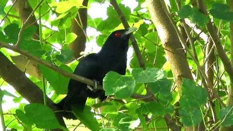 Black cuckoo bird koyal ki awaaz koel bird natural v