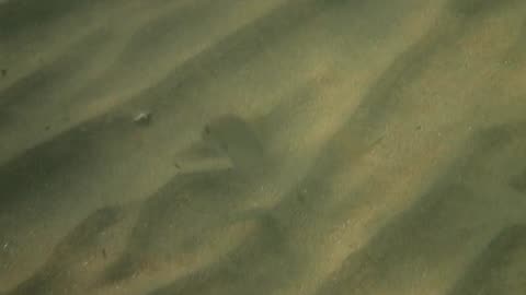 fishy close up 29 ns done_01