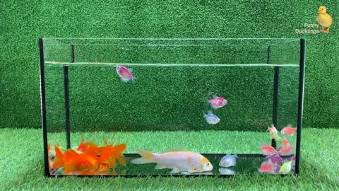 Ducklings Ducklings, Goldfish, Koi Carp - cute animal videos for kids