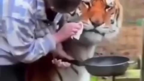WOMAN RESCUES A BLIND 🐅 TIGER