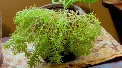 Overwintering Golden Mound Sedum
