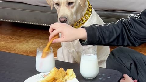 狗狗：油条蘸豆浆 一个步骤都不能少Dog: Fritters dipped in soy milk can't be less than one step